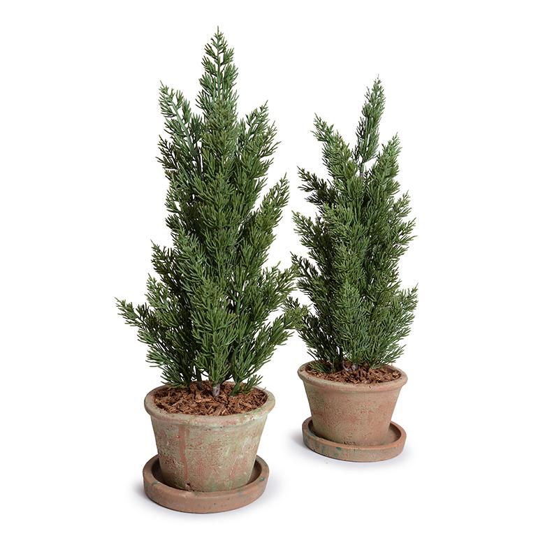 Italian Cypress 20" Cone-shaped Planting in Rustic Terracotta