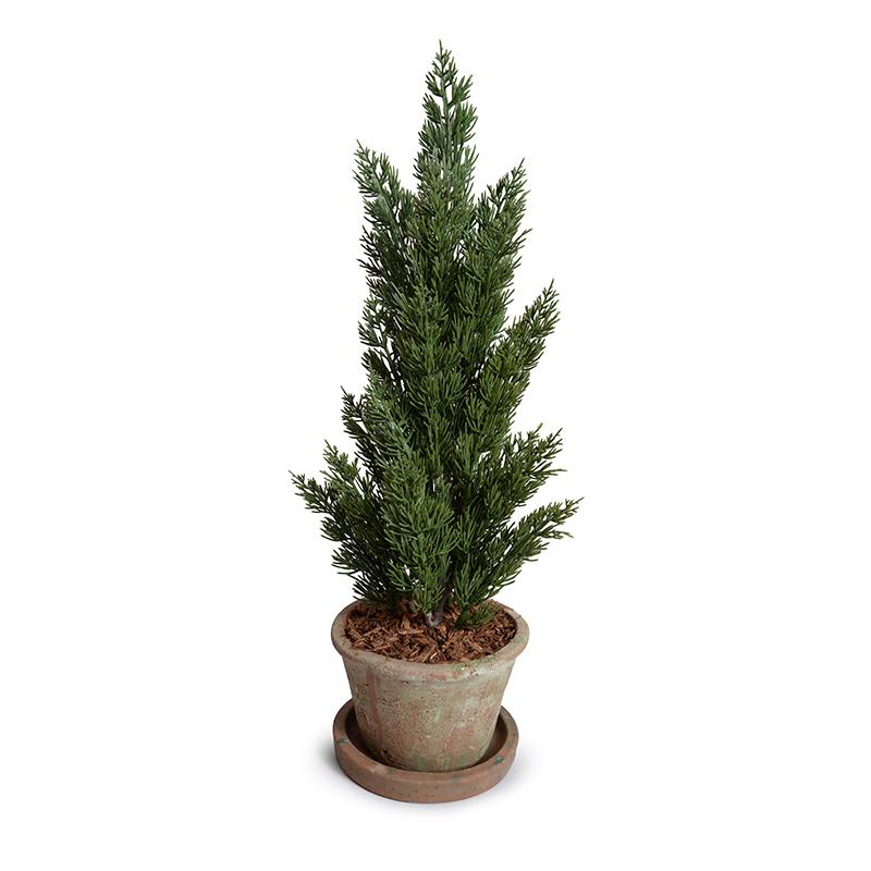 Italian Cypress 20" Cone-shaped Planting in Rustic Terracotta