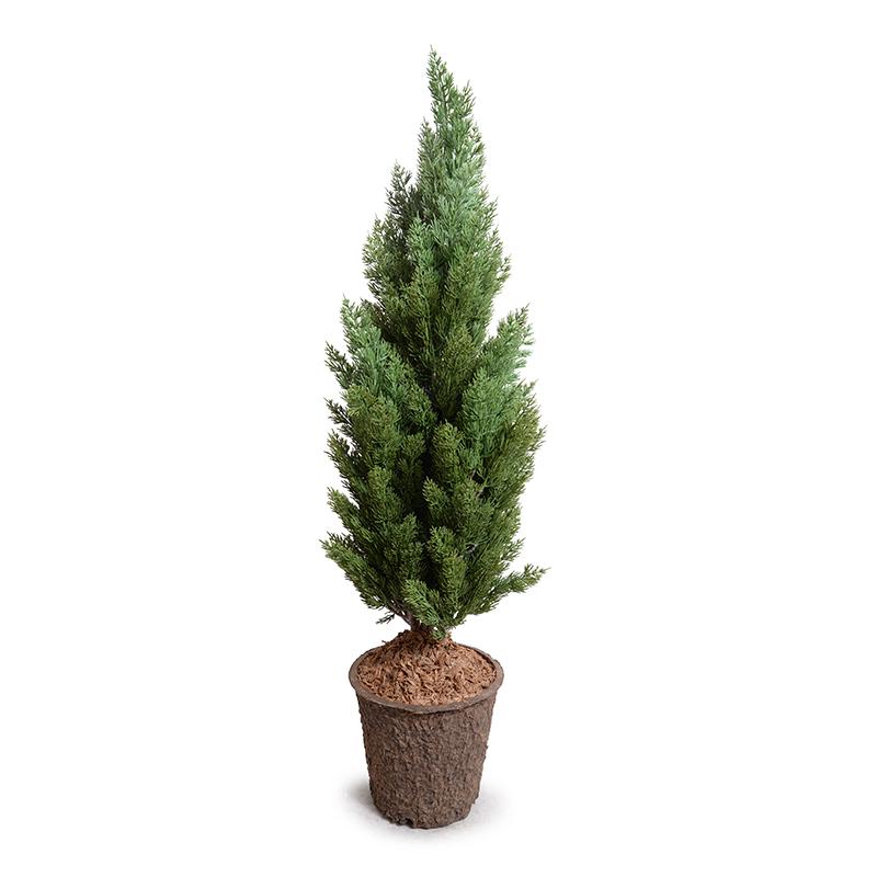 Italian Cypress tree - 44"H