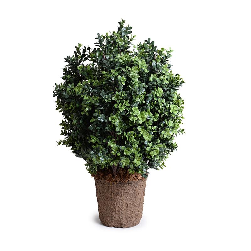 Boxwood Shrub, 28"H