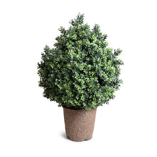 Boxwood Shrub, 38"H