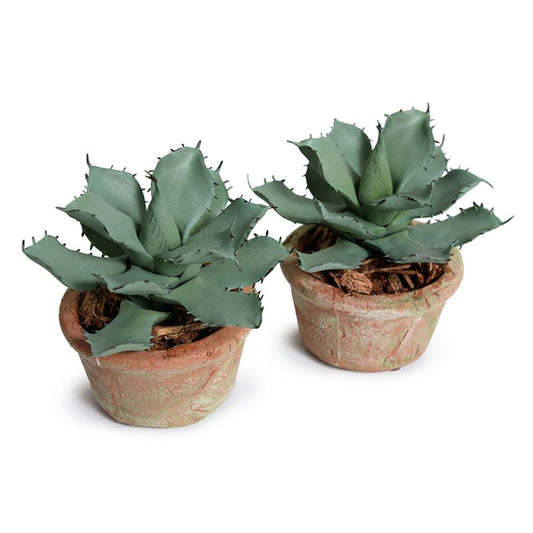 Agave Parrasana Succulent in Rustic Terracotta