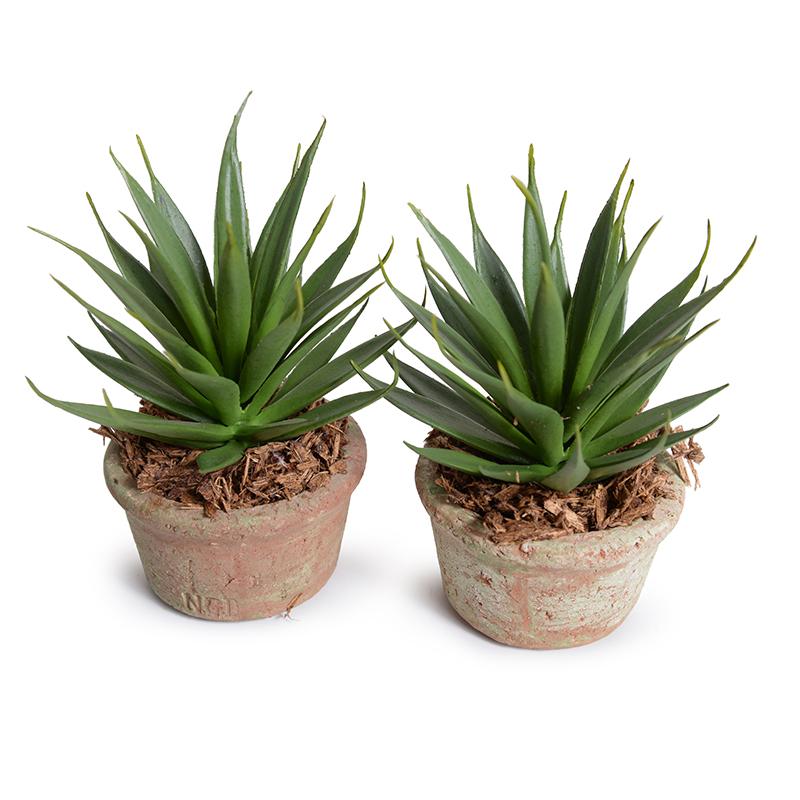 Agave Albomarginat Succulent in Rustic Terracotta