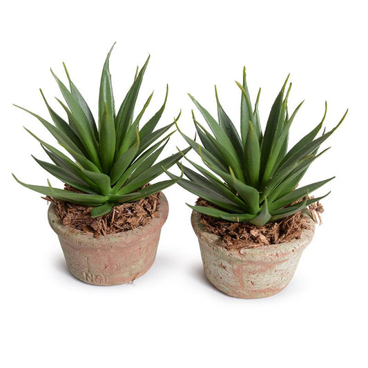 Agave Albomarginat Succulent in Rustic Terracotta