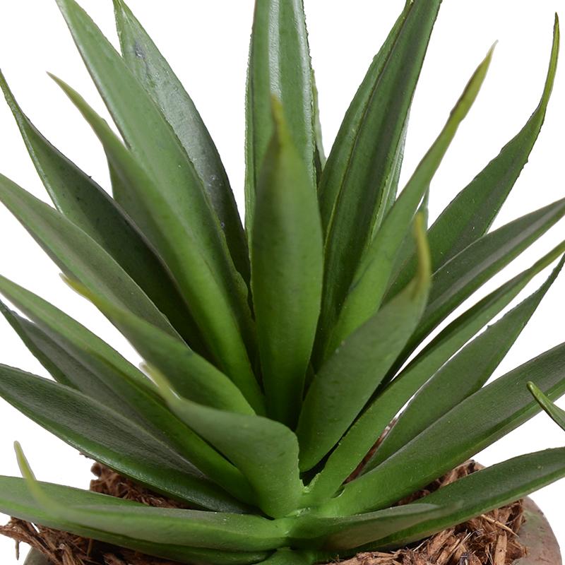 Agave Albomarginat Succulent in Rustic Terracotta