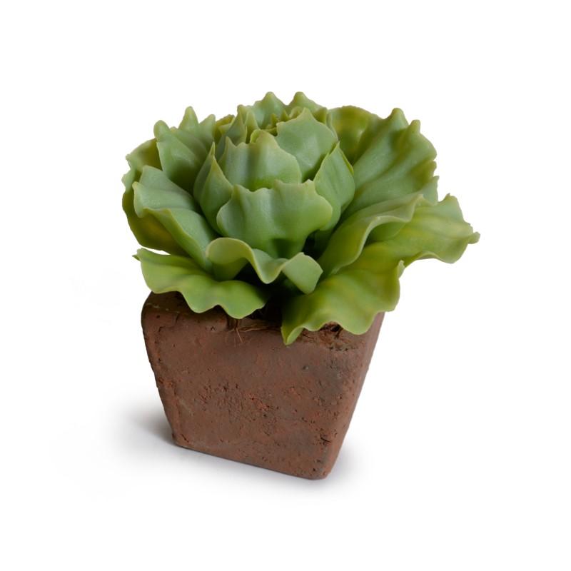 Cabbage Succulent in Rustic Terracotta