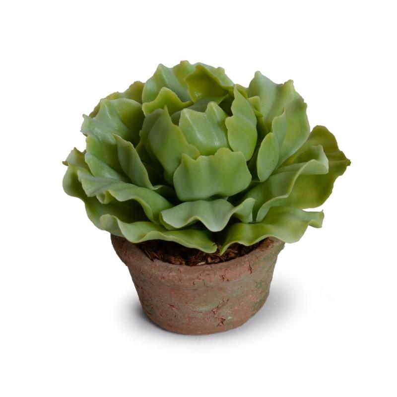 Cabbage Succulent in Rustic Terracotta