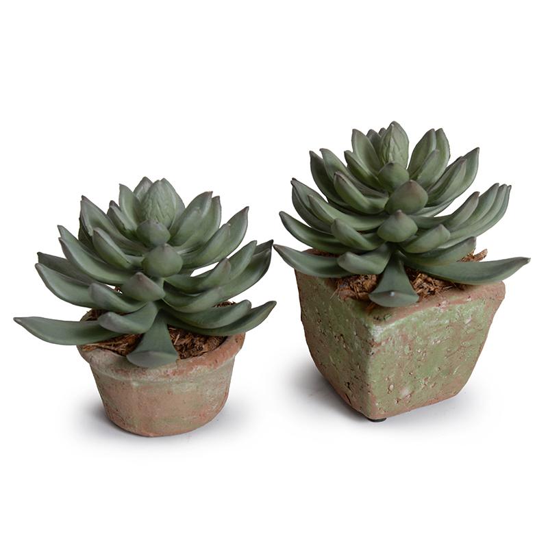 Pachyphytum Succulent in Rustic Terracotta