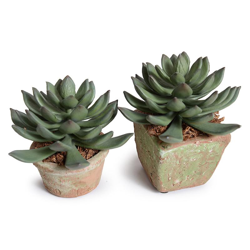 Pachyphytum Succulent in Rustic Terracotta