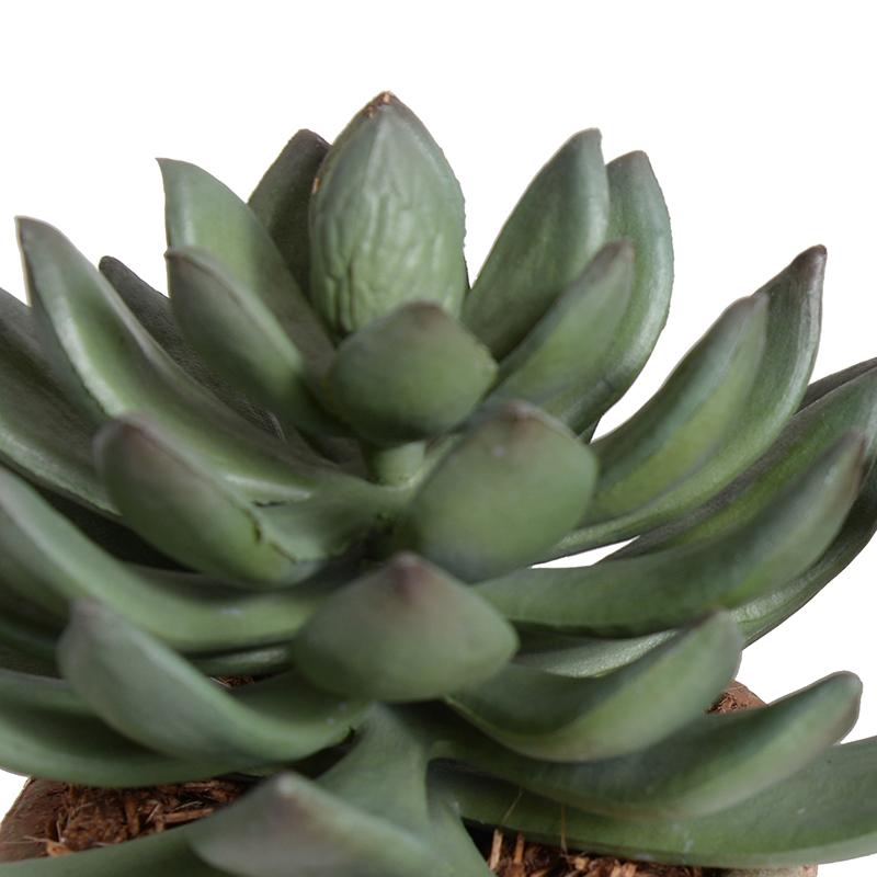 Pachyphytum Succulent in Rustic Terracotta