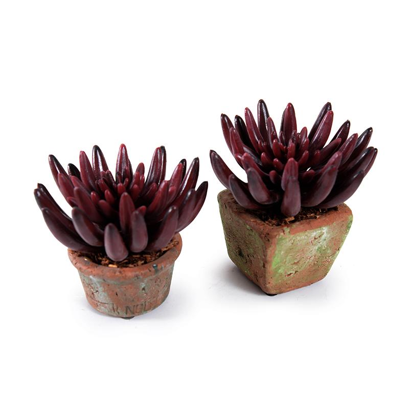 Starburst Succulent in Rustic Terracotta