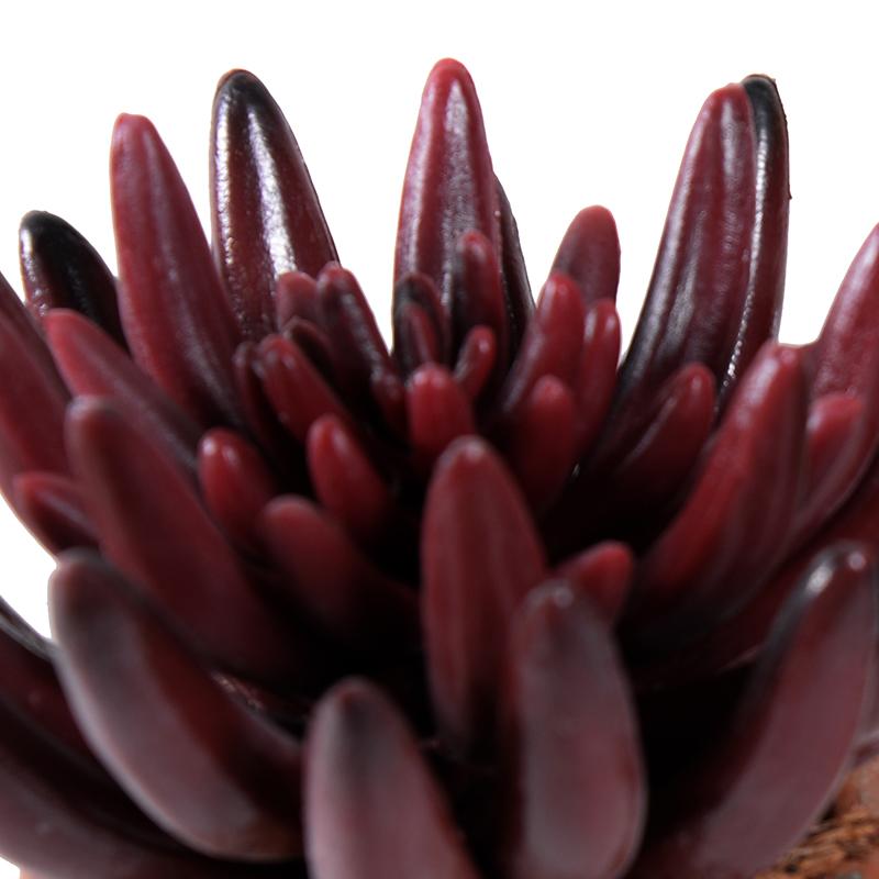 Starburst Succulent in Rustic Terracotta