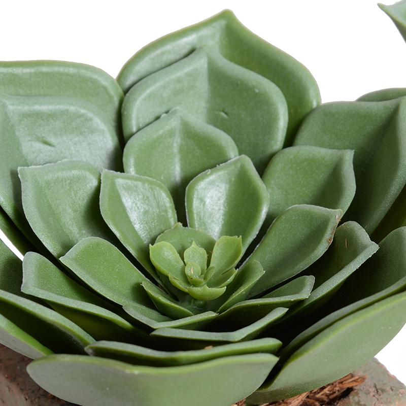 Echeveria Succulent in Rustic Terracotta