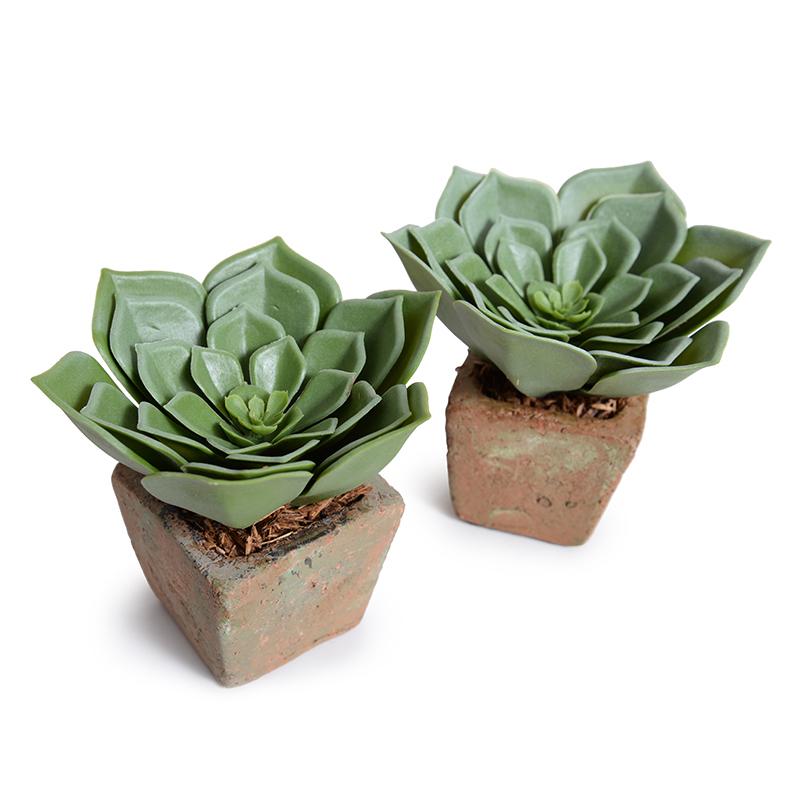 Echeveria Succulent in Rustic Terracotta