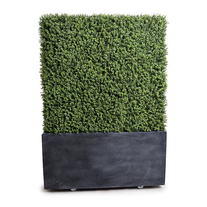 42" Boxwood Hedge with planter