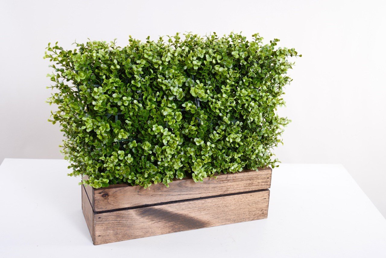 Boxwood Custom-made Hedges, Shapes and Frames - New Growth Designs