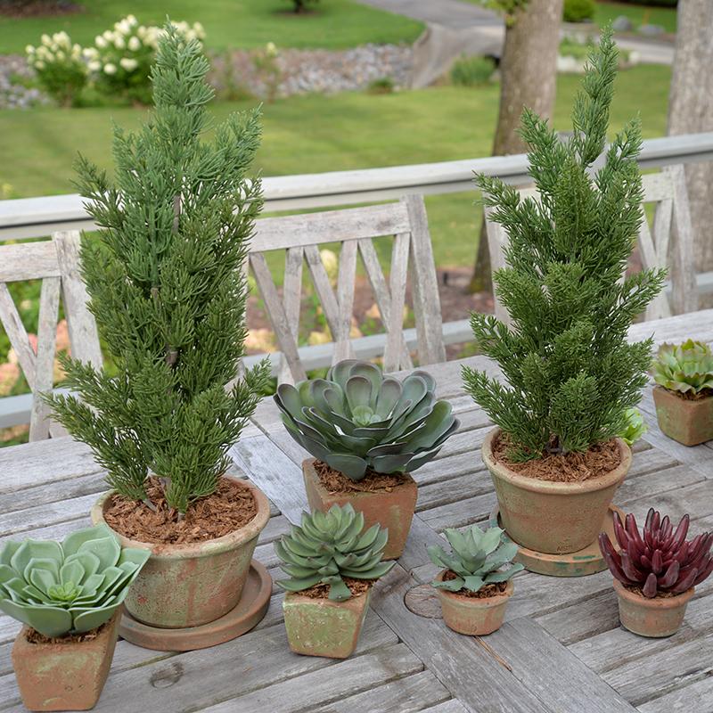 Agave Albomarginat Succulent in Rustic Terracotta