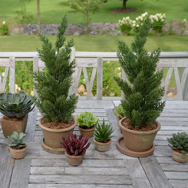 Cabbage Succulent in Rustic Terracotta