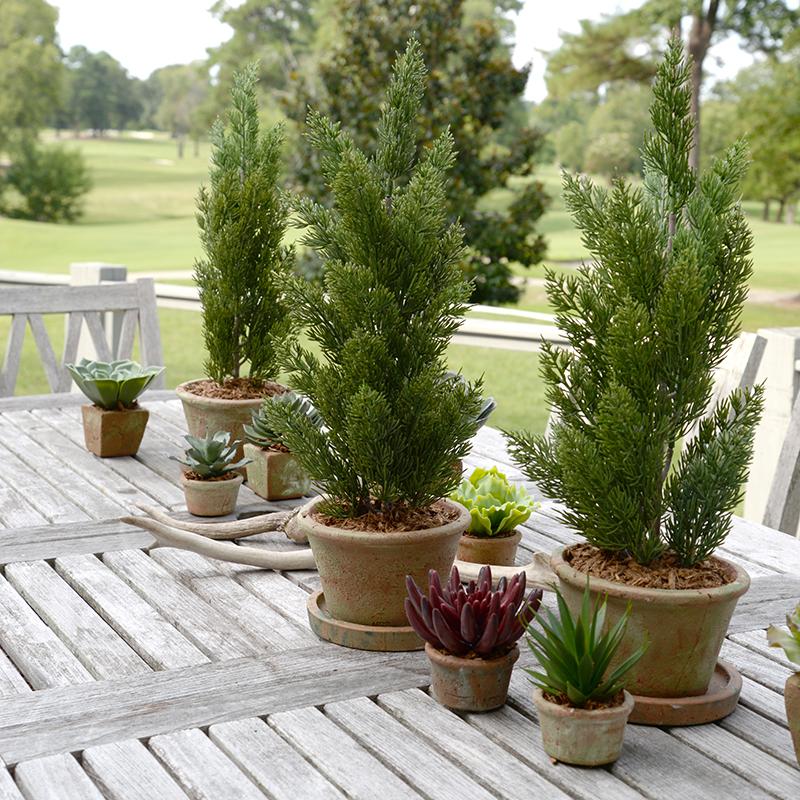 Agave Albomarginat Succulent in Rustic Terracotta