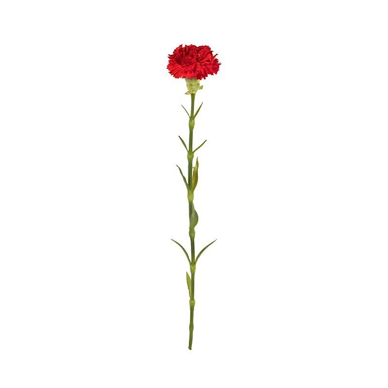 Carnation Stems - New Growth Designs