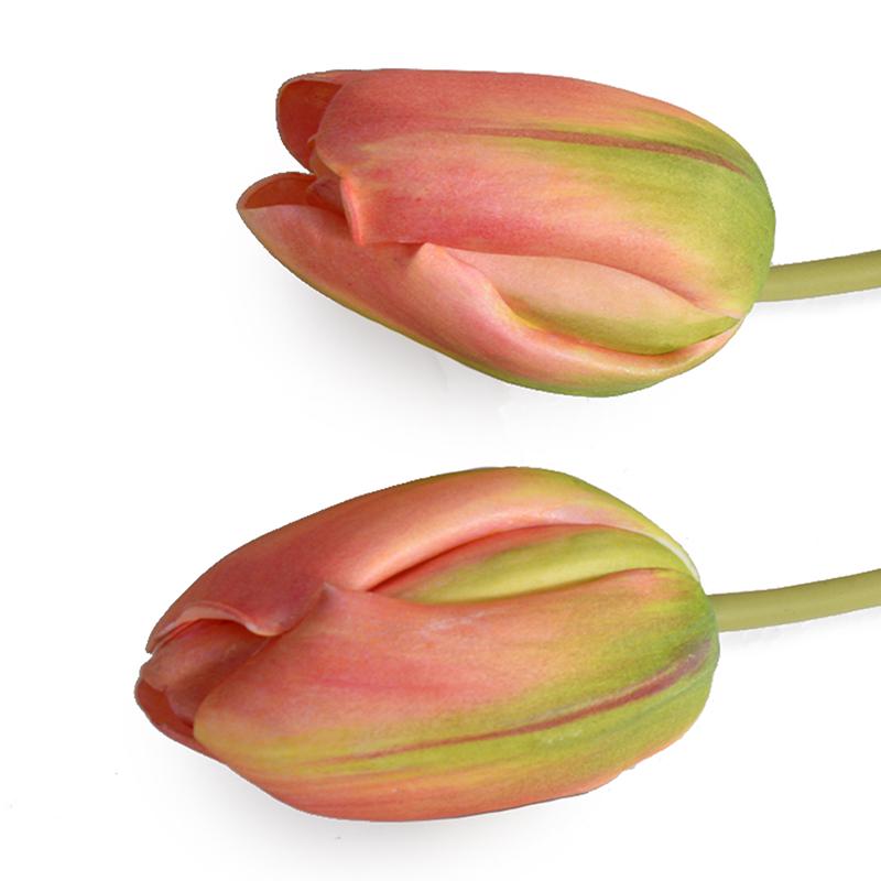 Tulip Stem, French