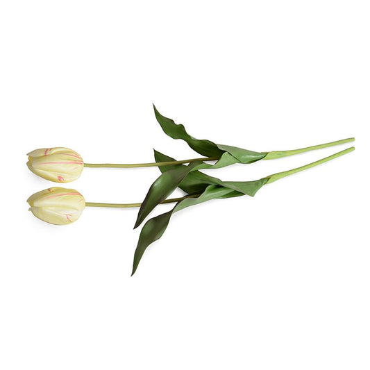Tulip Stem, French (Duplicate)