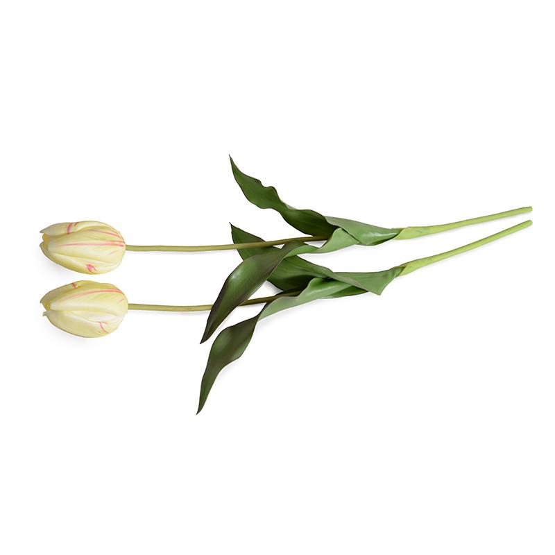 Tulip Stem, French (Duplicate)