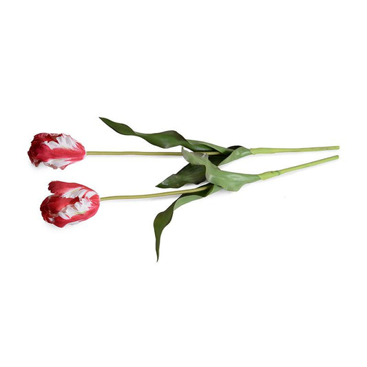 Tulip Stem, Parrot (Duplicate)