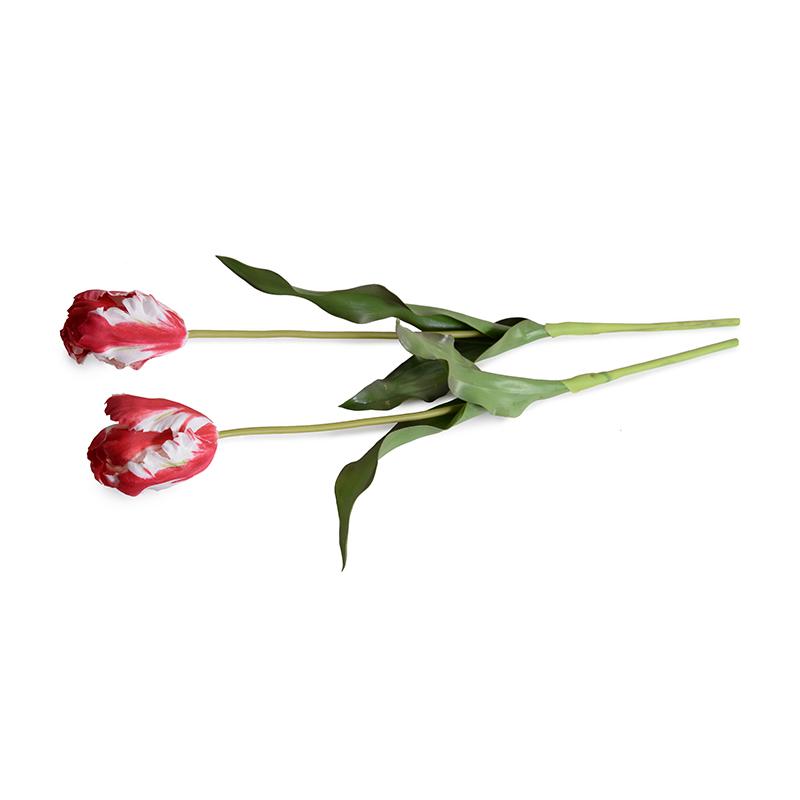 Tulip Stem, Parrot (Duplicate)