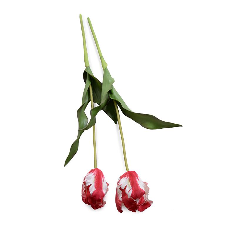 Tulip Stem, Parrot (Duplicate)