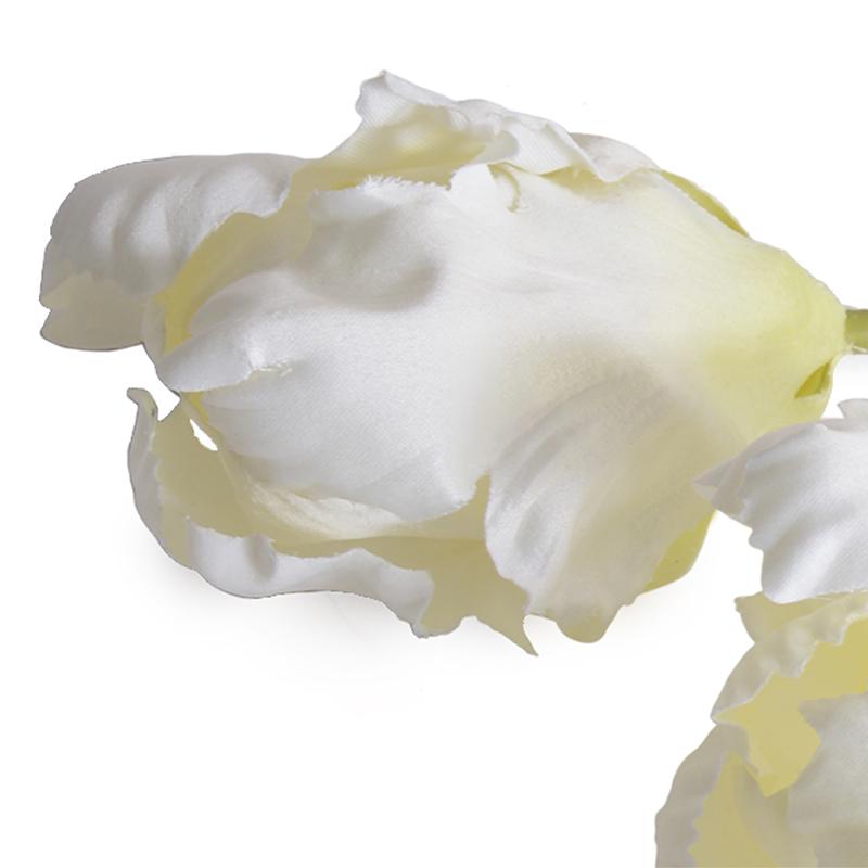 Tulip Stem, Parrot (Duplicate)