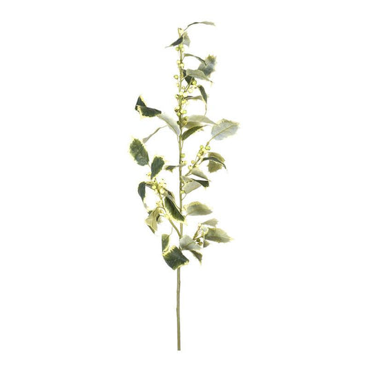 Holly Stem, variegated - New Growth Designs
