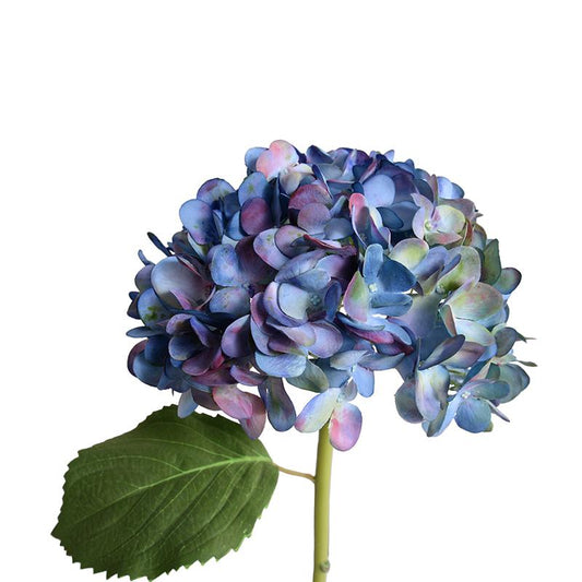Hydrangea Stem