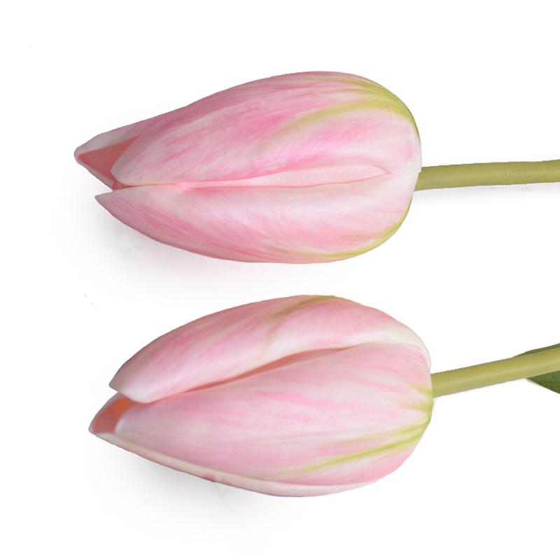 Tulip Stem, Dutch (Duplicate)