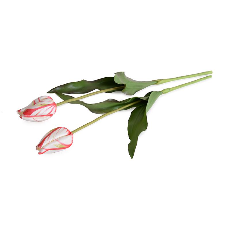 Tulip Stem, Dutch (Duplicate)