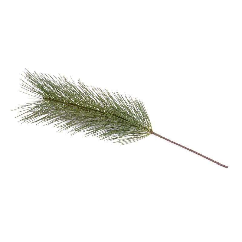 Pine Spray, Carolina