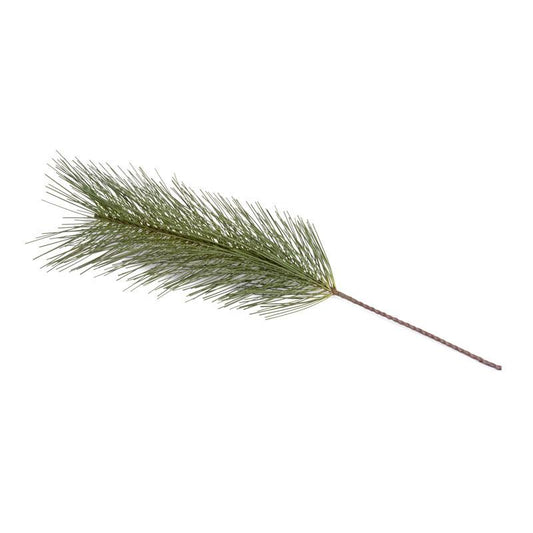 Pine Spray, Carolina