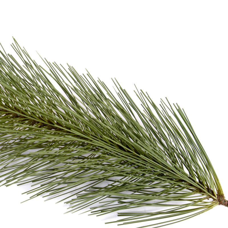 Pine Spray, Carolina