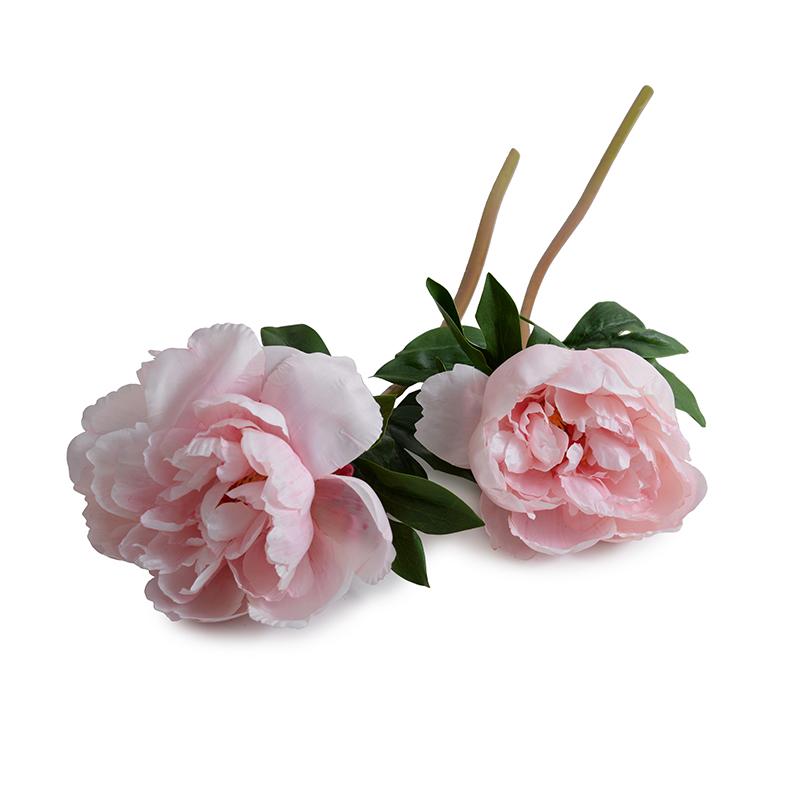 Peony Flower Stem