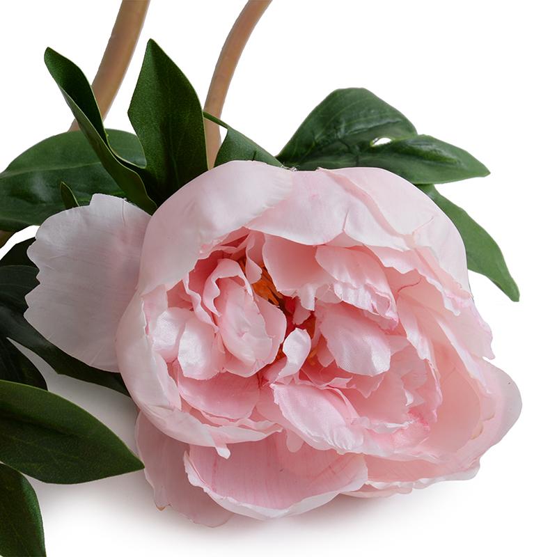 Peony Flower Stem