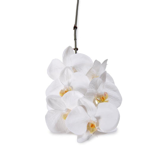 Phalaenopsis Orchid stem x 6, 22"L