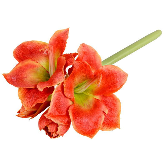 Amaryllis Stem - New Growth Designs