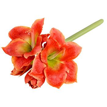 Amaryllis Stem - New Growth Designs