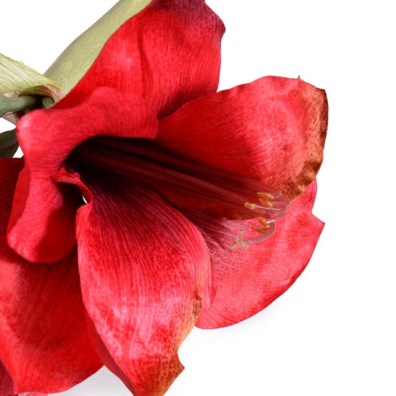 Amaryllis Stem
