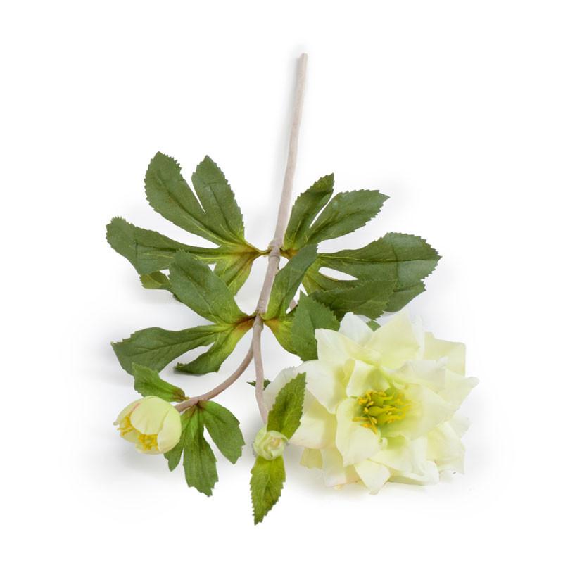 Helleborus (Lenten Rose) - New Growth Designs