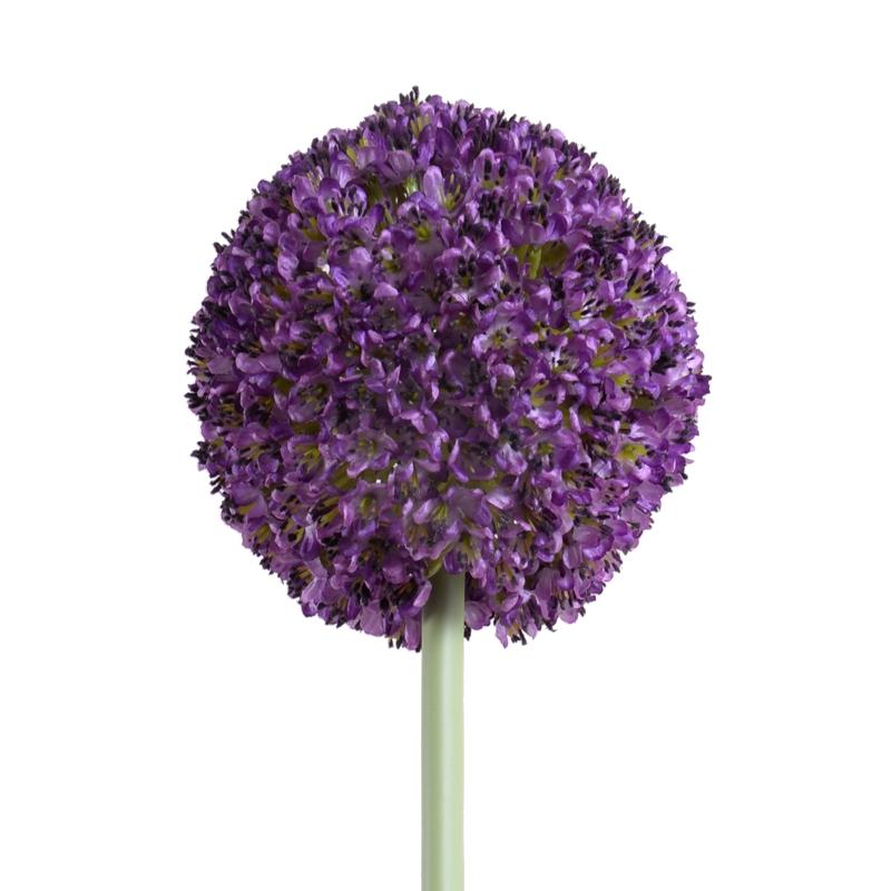 Allium Flower Stem, 4" diameter - New Growth Designs