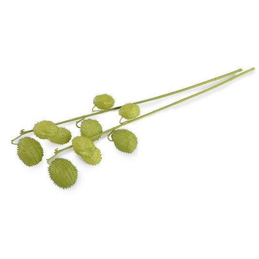 Milkweed Fruit Branch