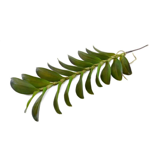 Aranda Orchid Leaf x19 - New Growth Designs