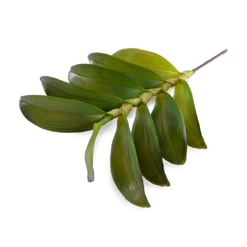 Aranda Orchid Leaf x10 - New Growth Designs