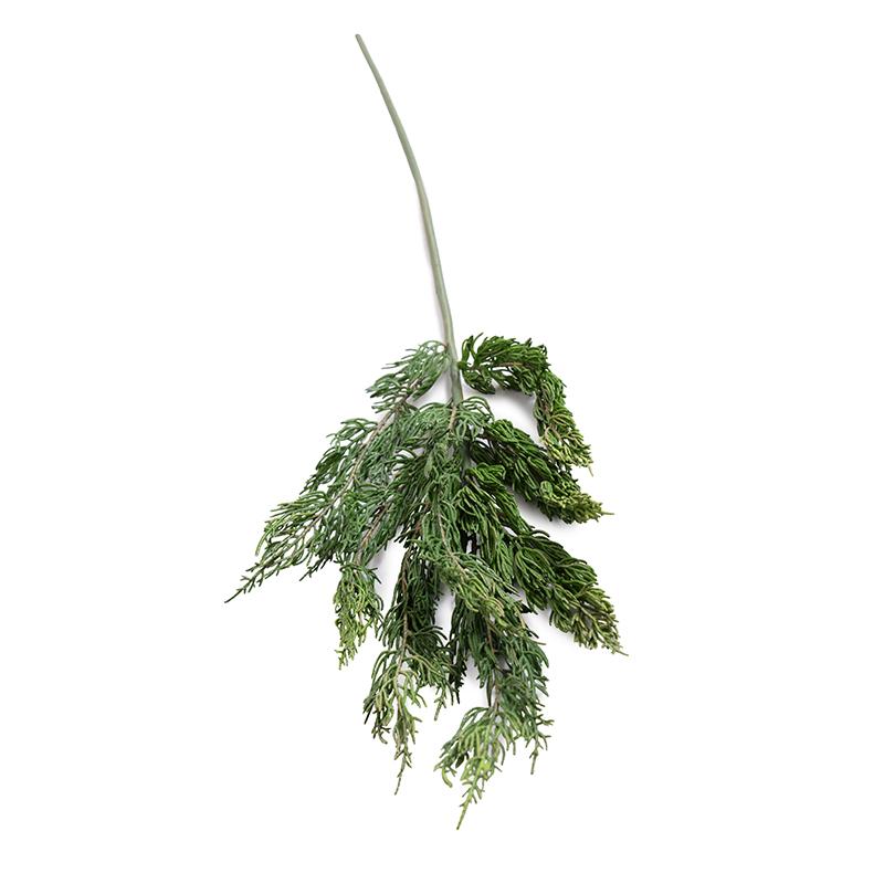Cedar Spray - New Growth Designs
